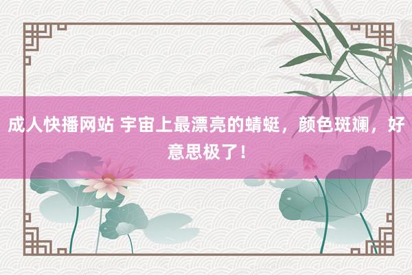 成人快播网站 宇宙上最漂亮的蜻蜓，颜色斑斓，好意思极了！